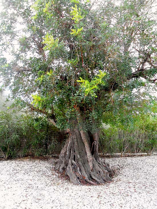 Prachtige 250-jaar oude finca in Javea, totaal gerestaureerd met behoud van originele stijlkenmerken