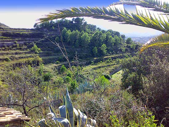 Finca Pedramala