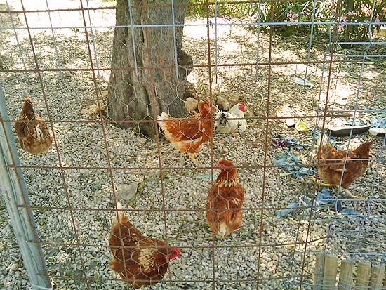 Heerlijke finca met paardenstallen op 2100 m2 grond, 10 kilometer van Denia en de zandstranden.