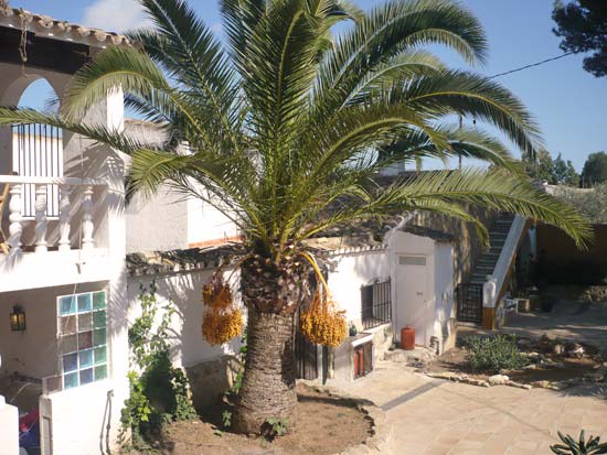 Zeer charmante finca op loopafstand van strand en dorp. Wie biedt?