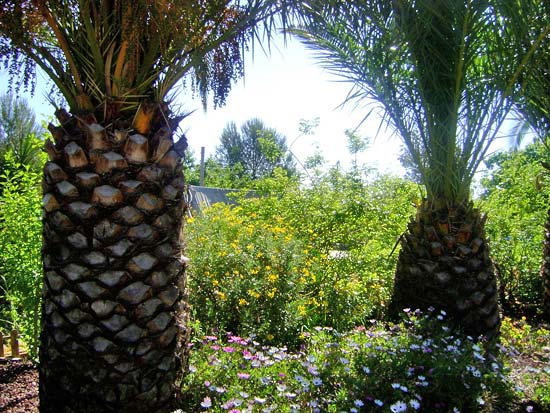 Super gezellige finca met twee gescheiden appartementen in Gata. Alle papieren aanwezig!