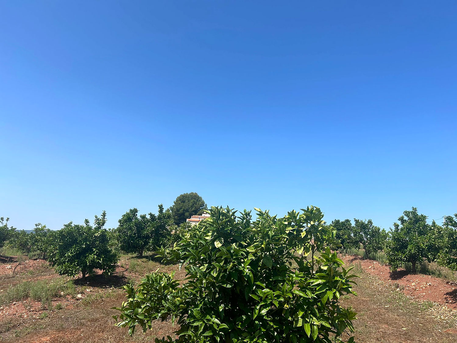 Bouwgrond 10.000 m2 in Chella Xativa te koop voor 55.000 euro