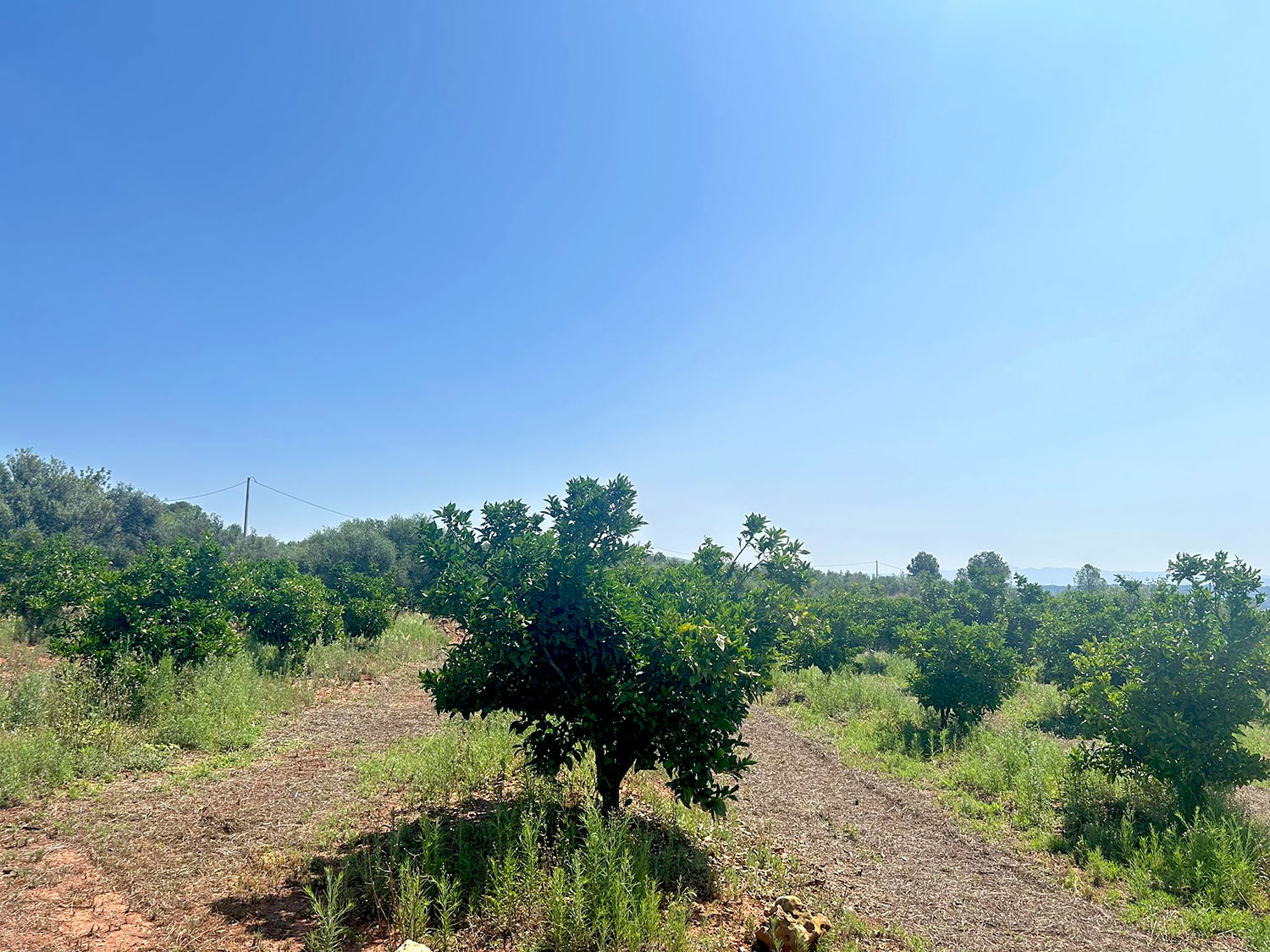 Bouwgrond 10.000 m2 in Chella Xativa te koop voor 55.000 euro