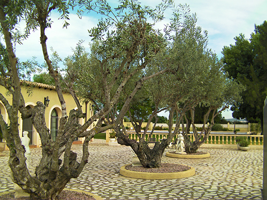 Schitterend, zeer prive gelegen landgoed op 5 km van de stranden rond Denia! Uniek in zijn soort. Je mag er een B&B oid van maken