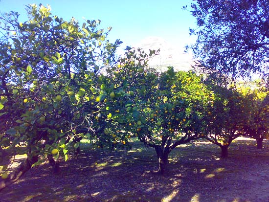 Zeer fraaie finca. Ideaal voor luxe Bed & Breakfast
